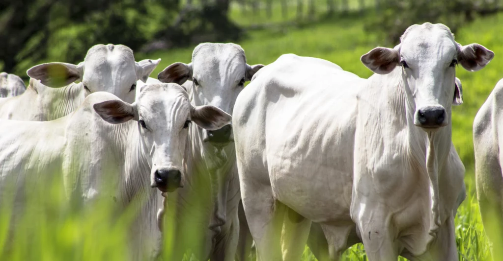 Bovins brésiliens en pâturage ouvert - symbole d'un élevage naturel et d'une qualité supérieure.