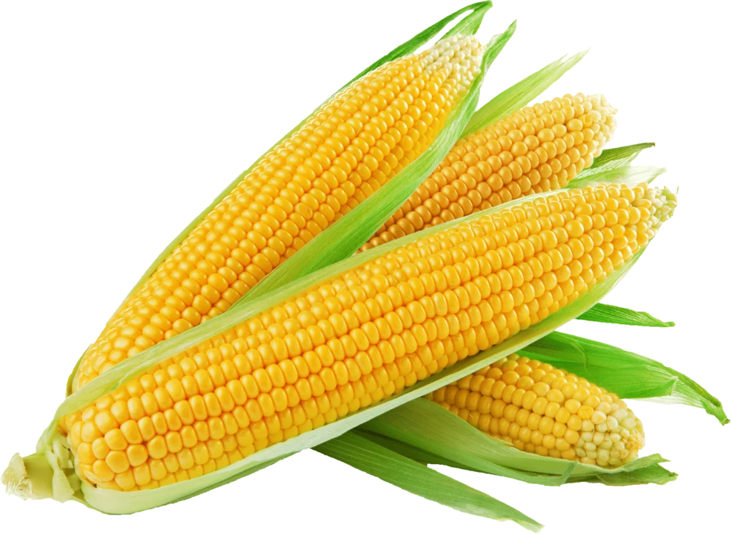 VALIA Brazil Yellow corn brazil 2