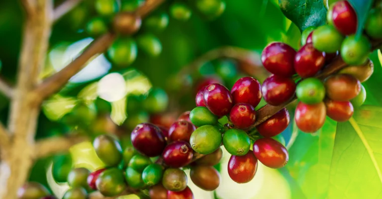 Coffee from Brazil. Coffee cherries on a Brazilian plantation - a symbol of quality, origin and sustainable cultivation