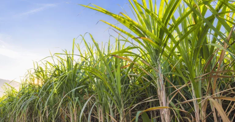 Brazilian sugar cane - a sustainable basis for ethanol production in various qualities.