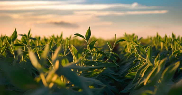 Soja de qualité supérieure du Brésil de VALIA Brazil - culture durable et chaînes d'approvisionnement fiables.
