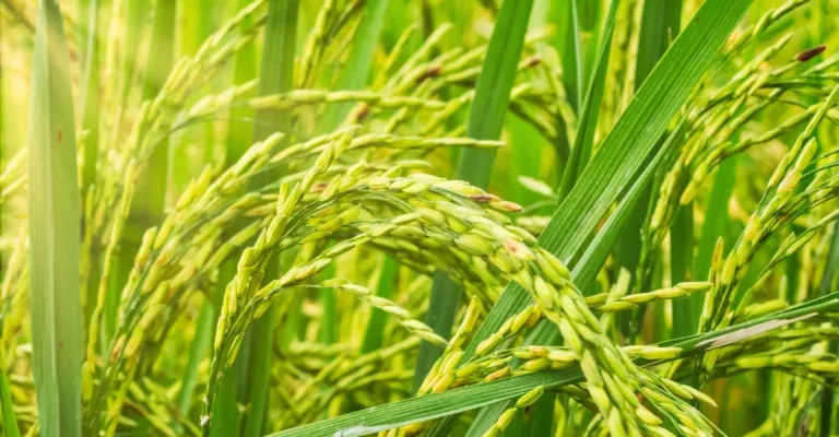 Rice from Brazil - Brazilian rice farmers harvesting in a lush, green rice field - a symbol of quality, craftsmanship and reliable supply chains.