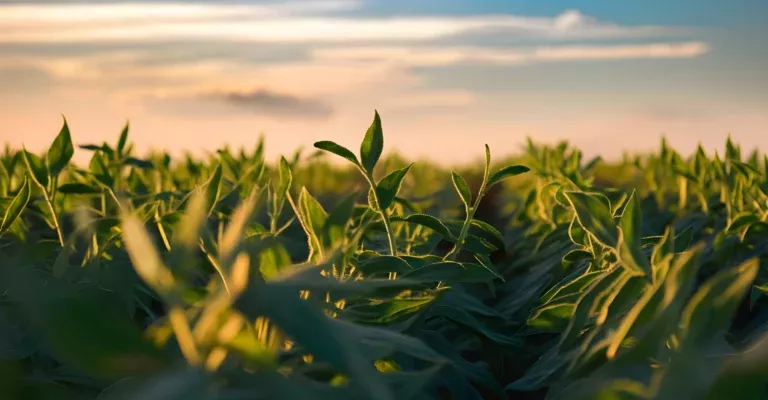 High-quality soybeans from Brazil from VALIA Brazil - sustainable cultivation and reliable supply chains.