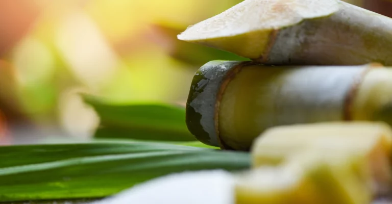 Sucre du Brésil - Plants de canne à sucre mûrs dans un champ brésilien à la lumière chaude du jour - symbole de force d'exportation, de nature et de production durable.